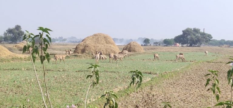 किसानों की हालात पर जमीनी हकीकत को बयां करती यह  रिपोर्ट.