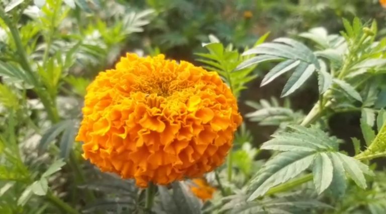 फूलों के साथ किसानों के चेहरे भी मुरझाने लगे.