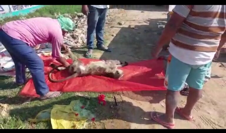 बक्सर में हिंदू रीति रिवाज के साथ लंगूर की अंतिम विदाई, जाने क्या है पूरा मामला