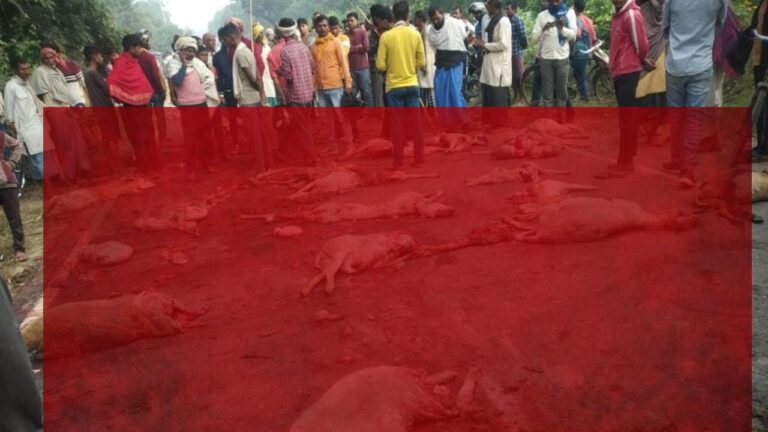 तेज रफ्तार से आ रही ट्रक ने तीन दर्जन से अधिक भेंडो को रौंदा, आक्रोशित हुए लोग