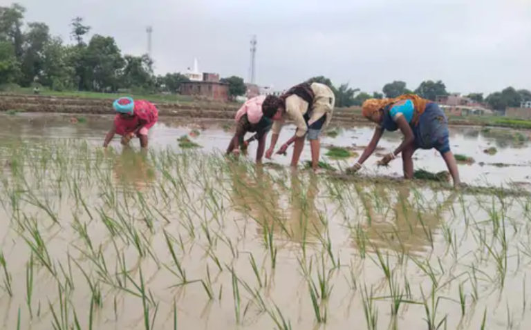 कृषि फीडरों पर बिजली बढ़ाने की मांग