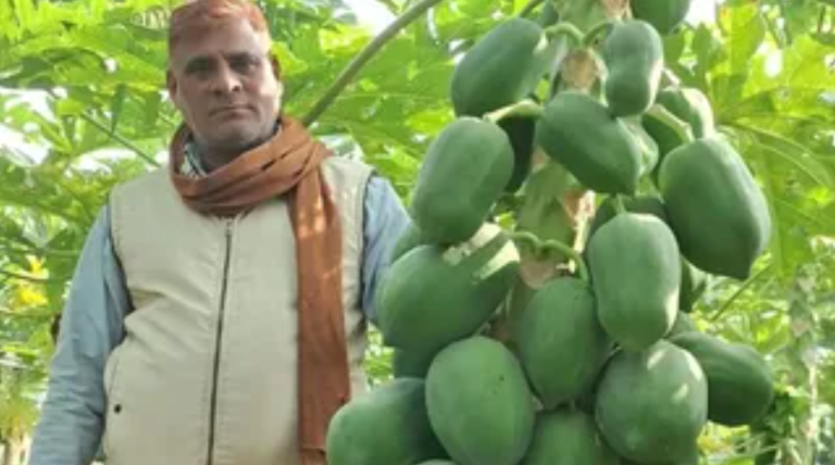 बक्सर के किसान ने पपीते की खेती से कमाई बढ़ाई